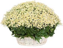 Цветочная композиция из Ромашки в корзине #REPLACE_PRED# Оржицы